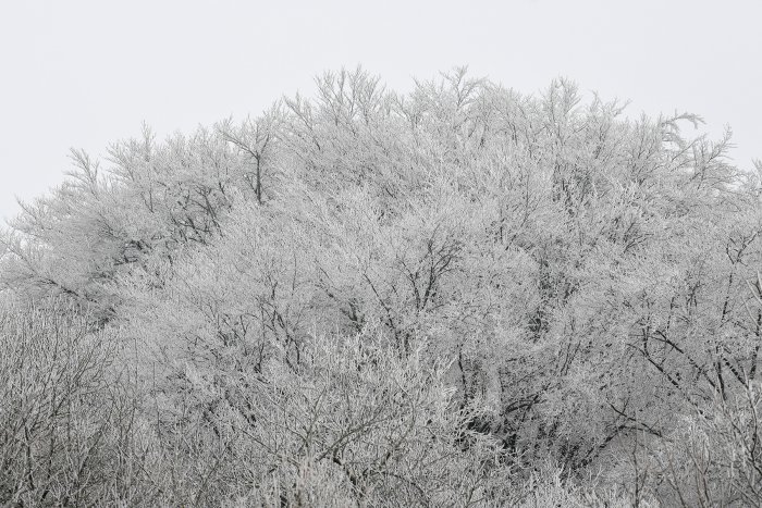 Quelques photos d'arbres givrés faites à l'occasion du rassemblement annuel national (Höpho) des photographes spéléo allemands.