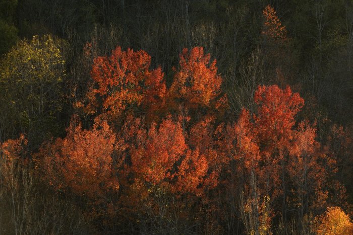 <p>Des arbres en fleurs, aux couleurs d'automne, ou au feuillage vert tendre parviennent parfois à détourner l'attention du photographe de paysages minéraux.</p>