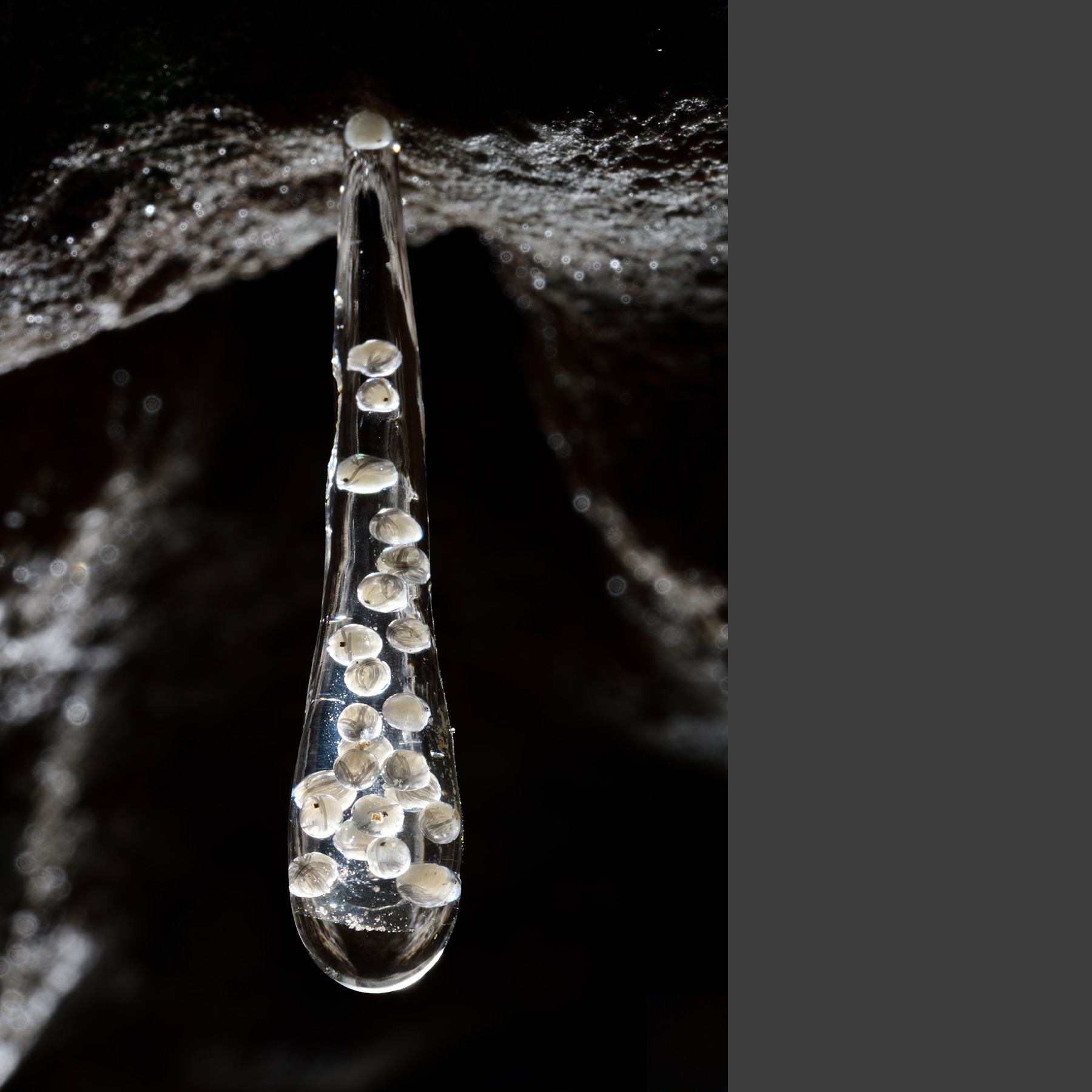 Aven des Canalettes n°1 (Aveyron, France)