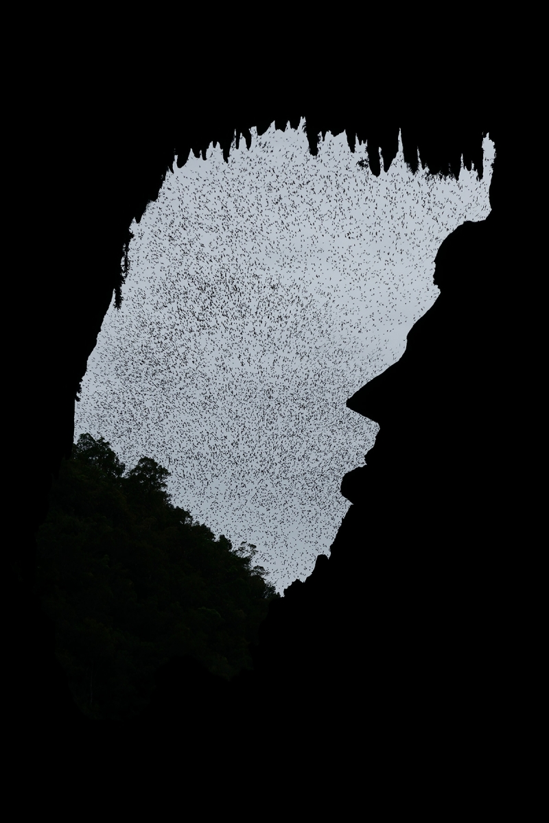 Deer Cave (Gunung Mulu National Park, Bornéo, Malaisie) - Envol des chauve-souris le soir. Porche d'entrée avec profil de Lincoln.