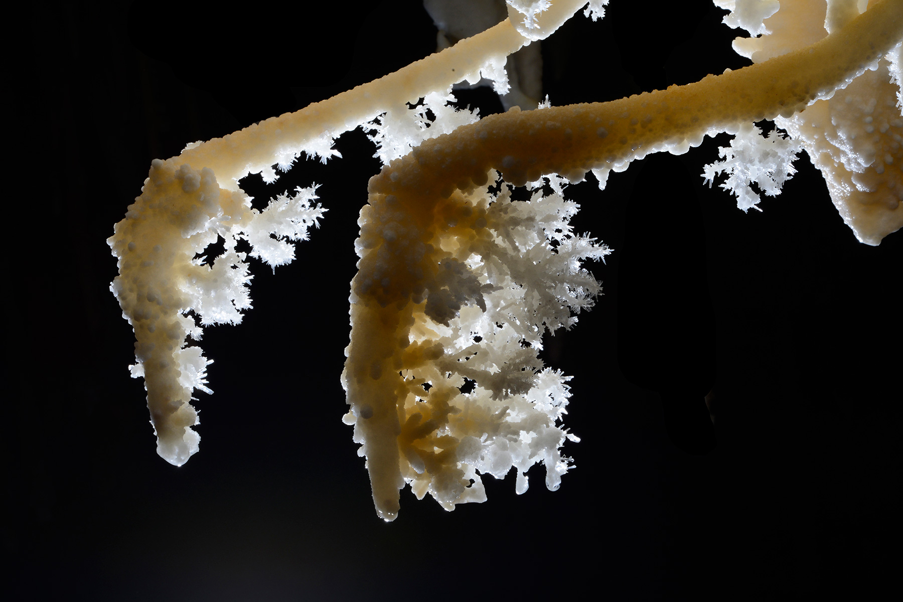 Détail de cristaux d'aragonite au bout de stalactites excentriques