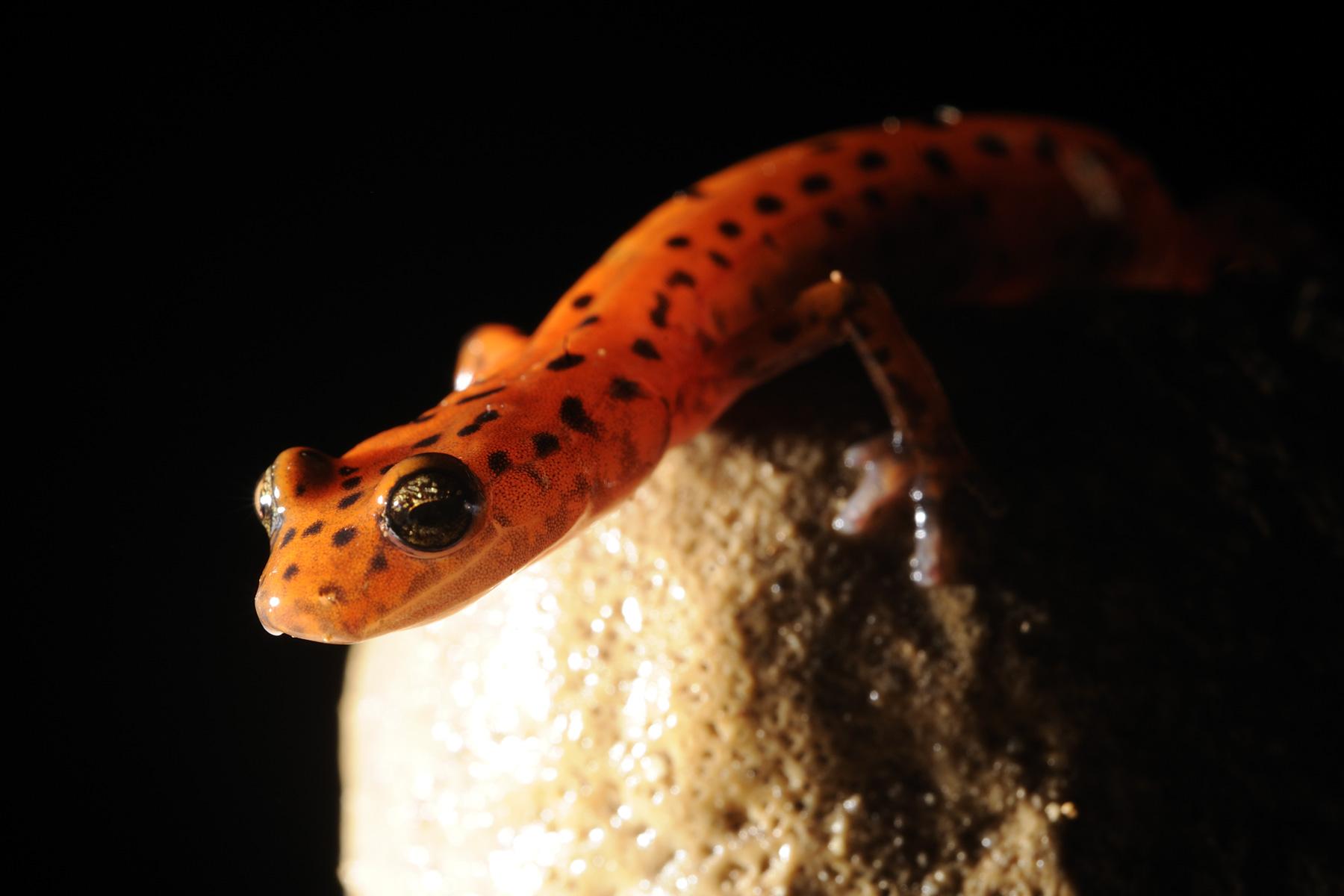 Blue Spring Cave (Tennessee). Salamandre.