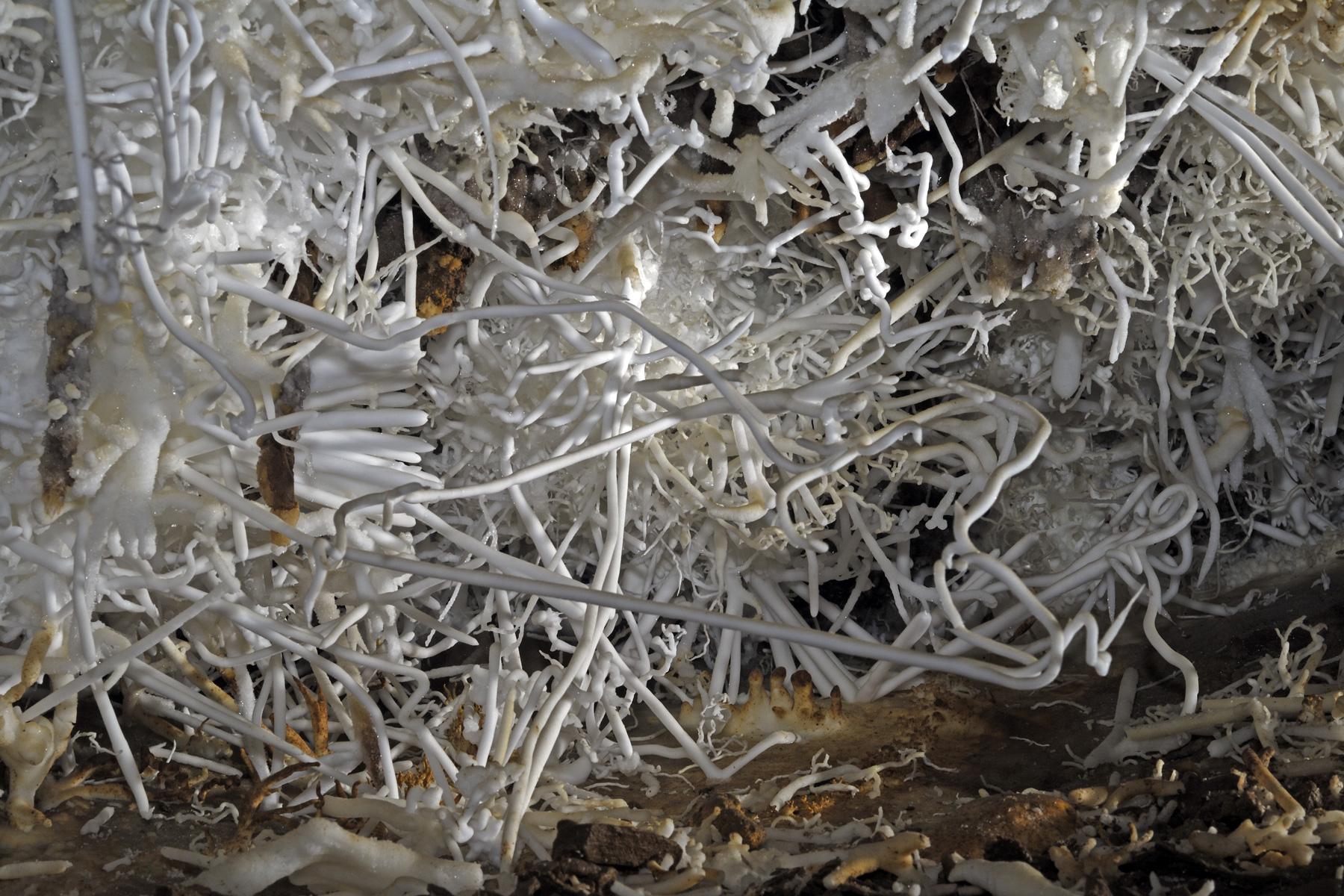 Grotte de Malaval (Lozère) - Aragonite coralloïde sur la paroi