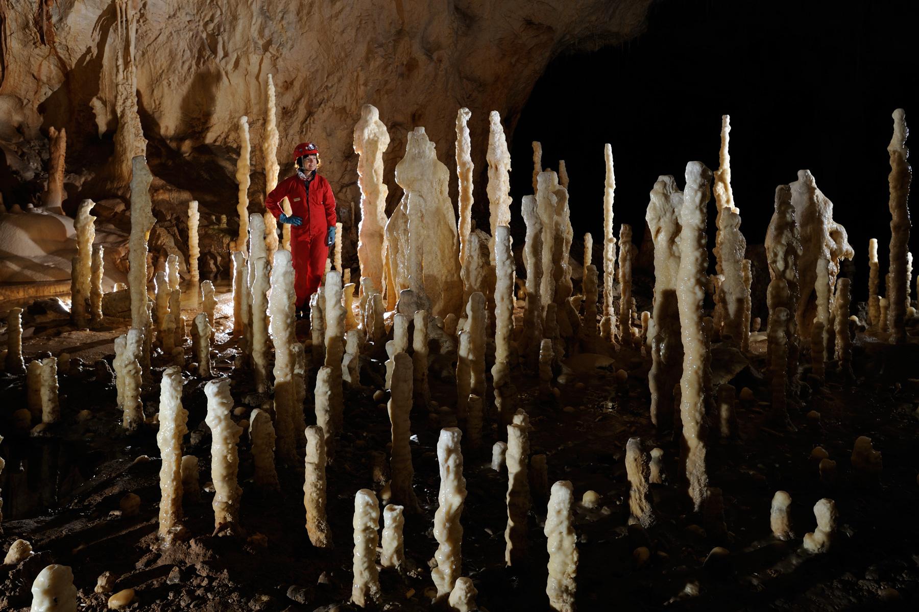Pestera Ursilor (Roumanie) - Forêt de stalactites