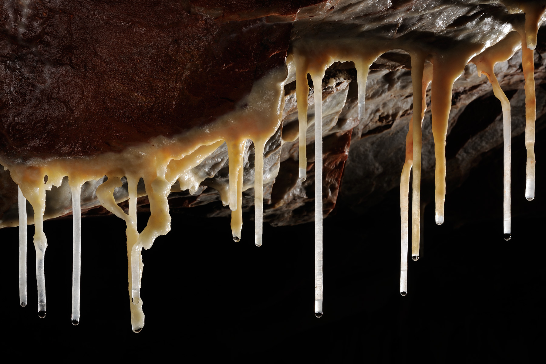 Grotte des Ecossaises (Hérault) - Alignement de fistuleuses (plafond rouge)