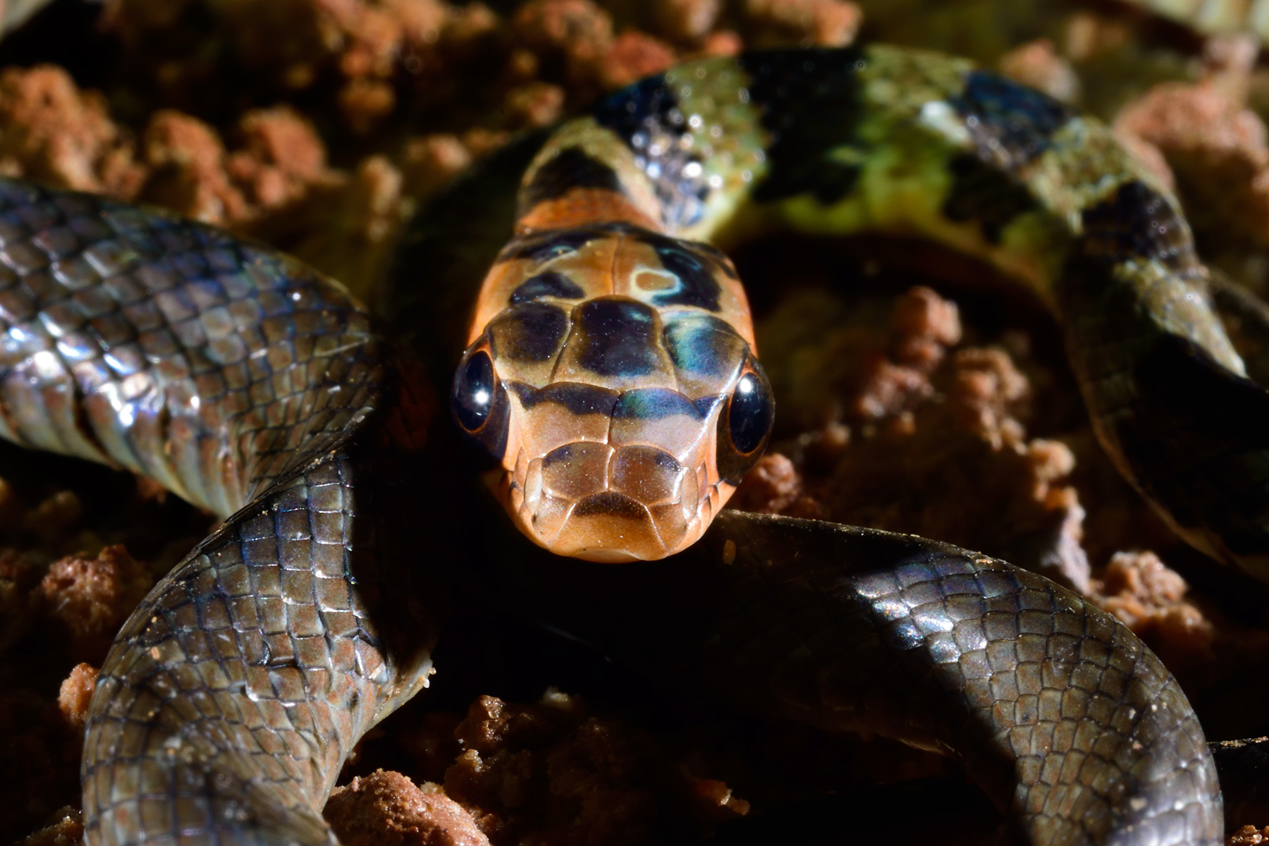 Lapa Sao Matheus II (Sao Domingos, Goiás) - Détail de la tête d'un serpent corail. 