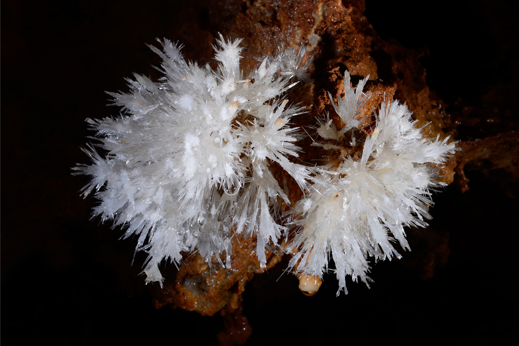 Grotte de Clamouse - Petits bouquets d'aiguilles d'aragonite sur une paroi argileuse