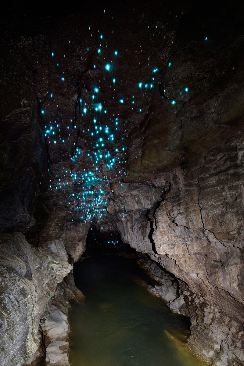 Spellbound cave (Mangawhitikau glowworm cave) - Plafond couvert de "Glowworms" (vers luisants) au dessus d'une rivière