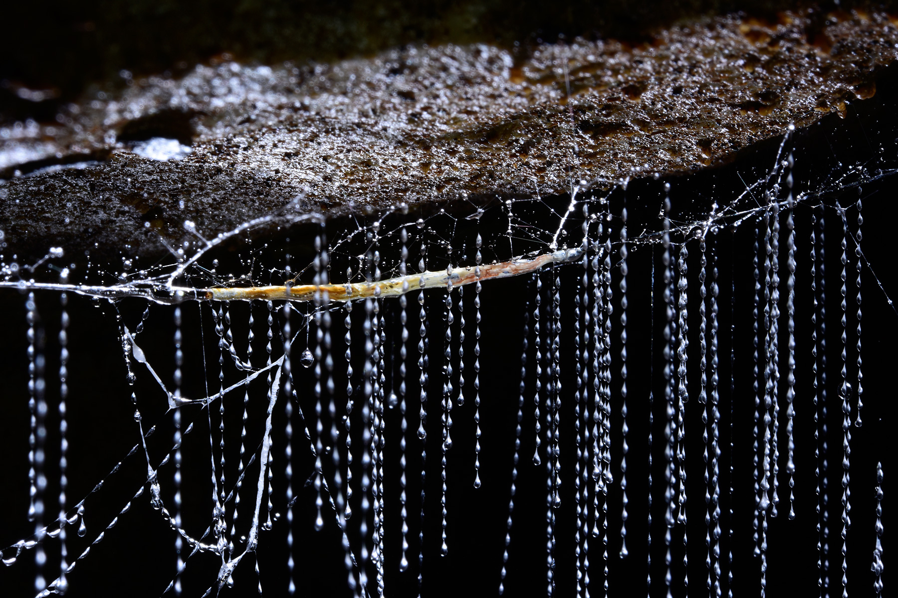Waipuna Cave (Nouvelle Zélande) - "Glowworm" (ver luisant) avec les filaments qu'il a tissés