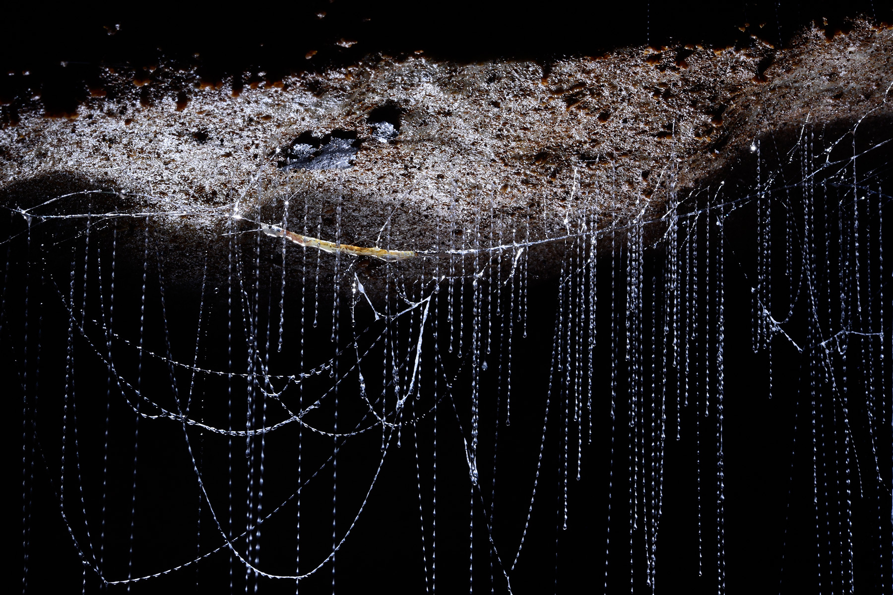 Waipuna Cave (Nouvelle Zélande) - "Glowworm" (ver luisant) avec les filaments qu'il a tissés