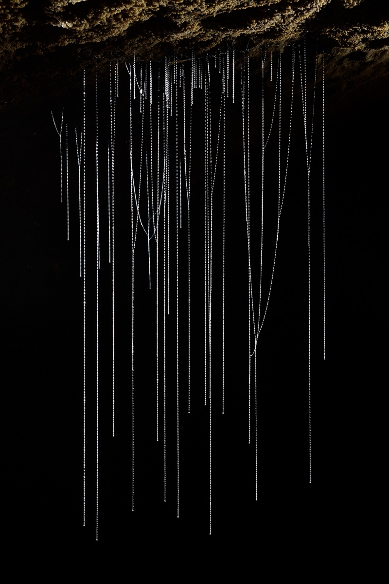 Waipuna Cave (Nouvelle Zélande) - Filaments tissés par un "glowworm" (ver luisant) pour capturer des insectes