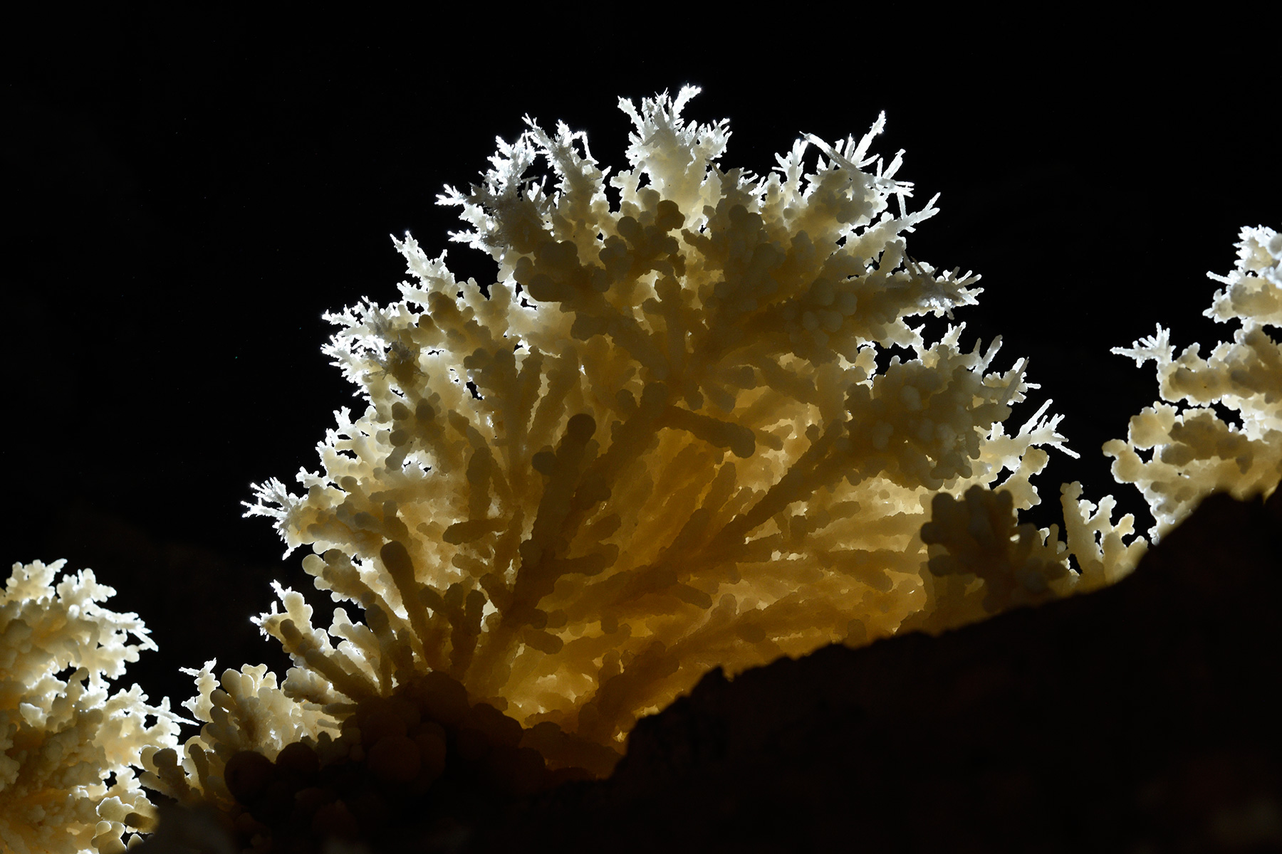 Grotte di Toirano (Italie) - Bouquets d'aragonite (coraloïde à la base avec aiguilles aux extrémités)
