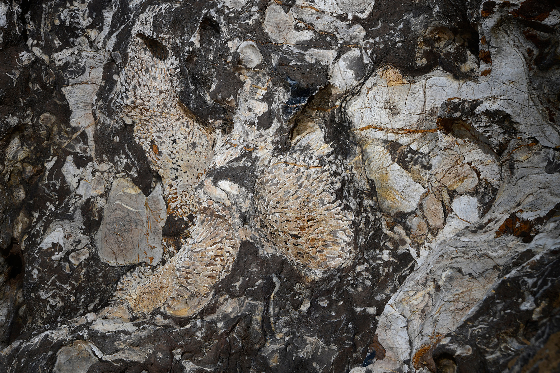 Kluterthöhle (Allemagne) - Fossiles de coraux au plafond (calcaires dévoniens).