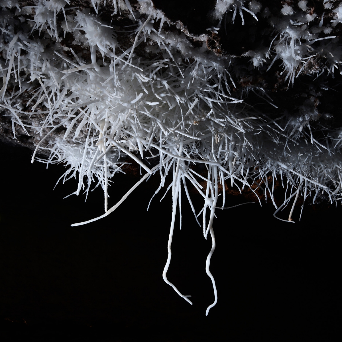 Breezeaway Cave (USA - Colorado) - Détail d'un bouquet d'aragonite blanche au plafond
