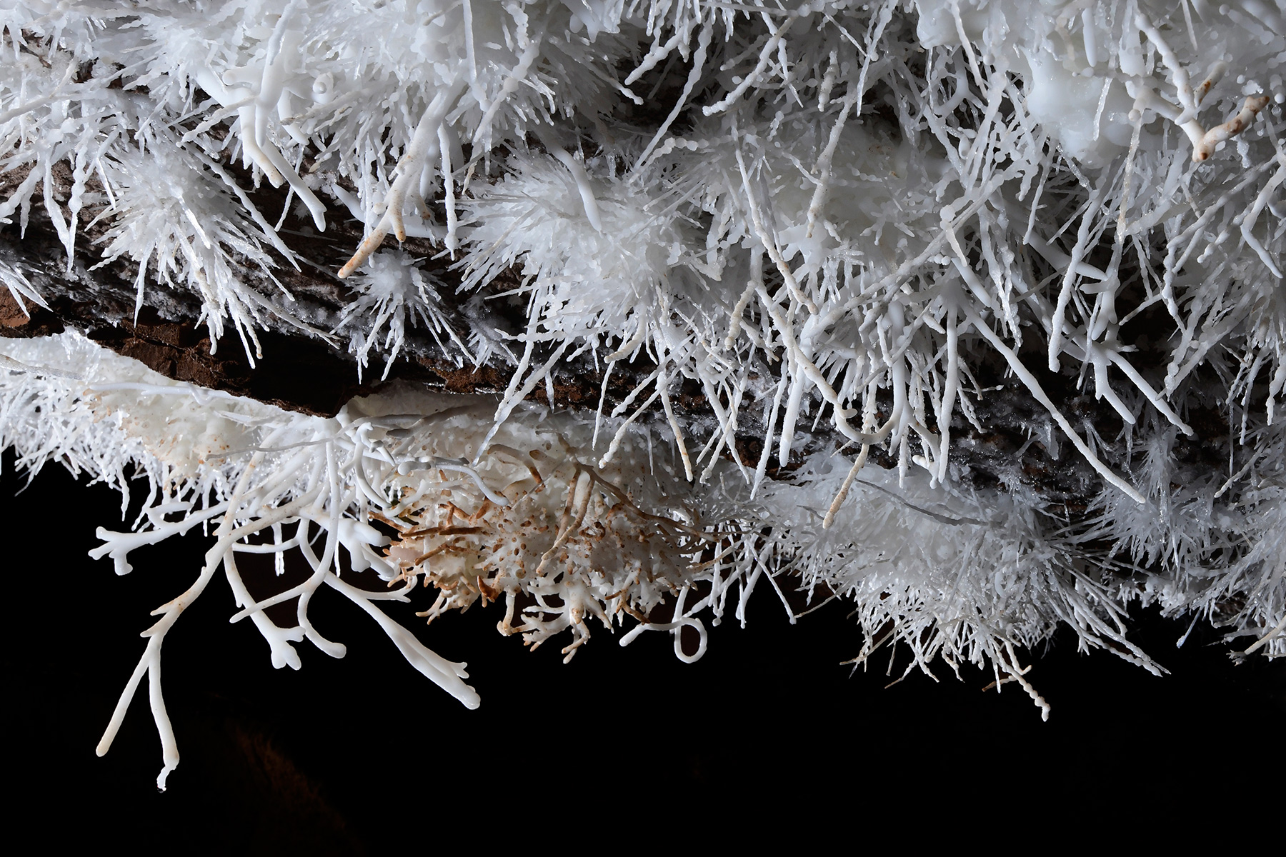 Breezeaway Cave (USA - Colorado) - Plafond couvert d'aragonites coralloïdes blanches