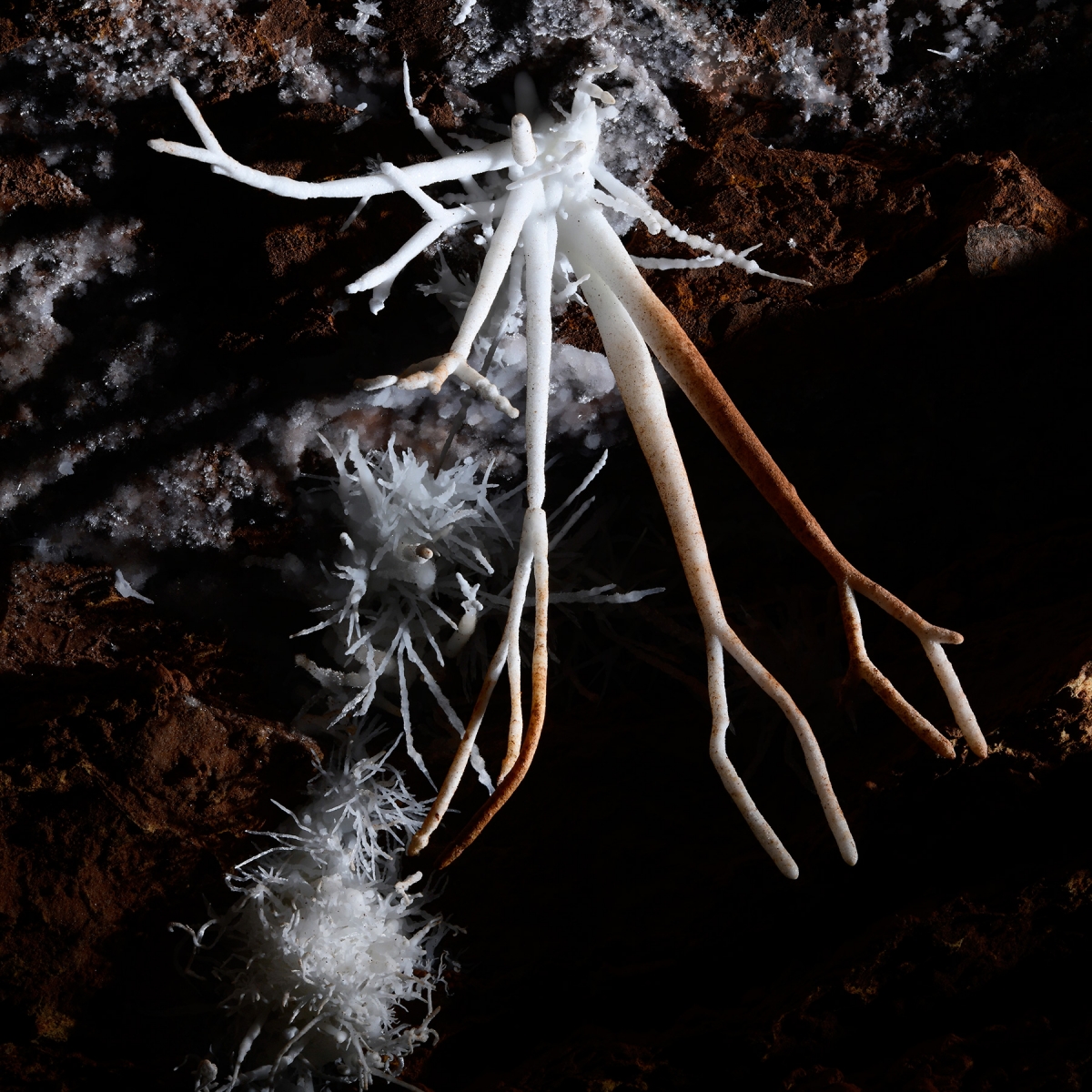 Breezeaway Cave (USA - Colorado). Aragonite coralloïde en forme de pinces au plafond