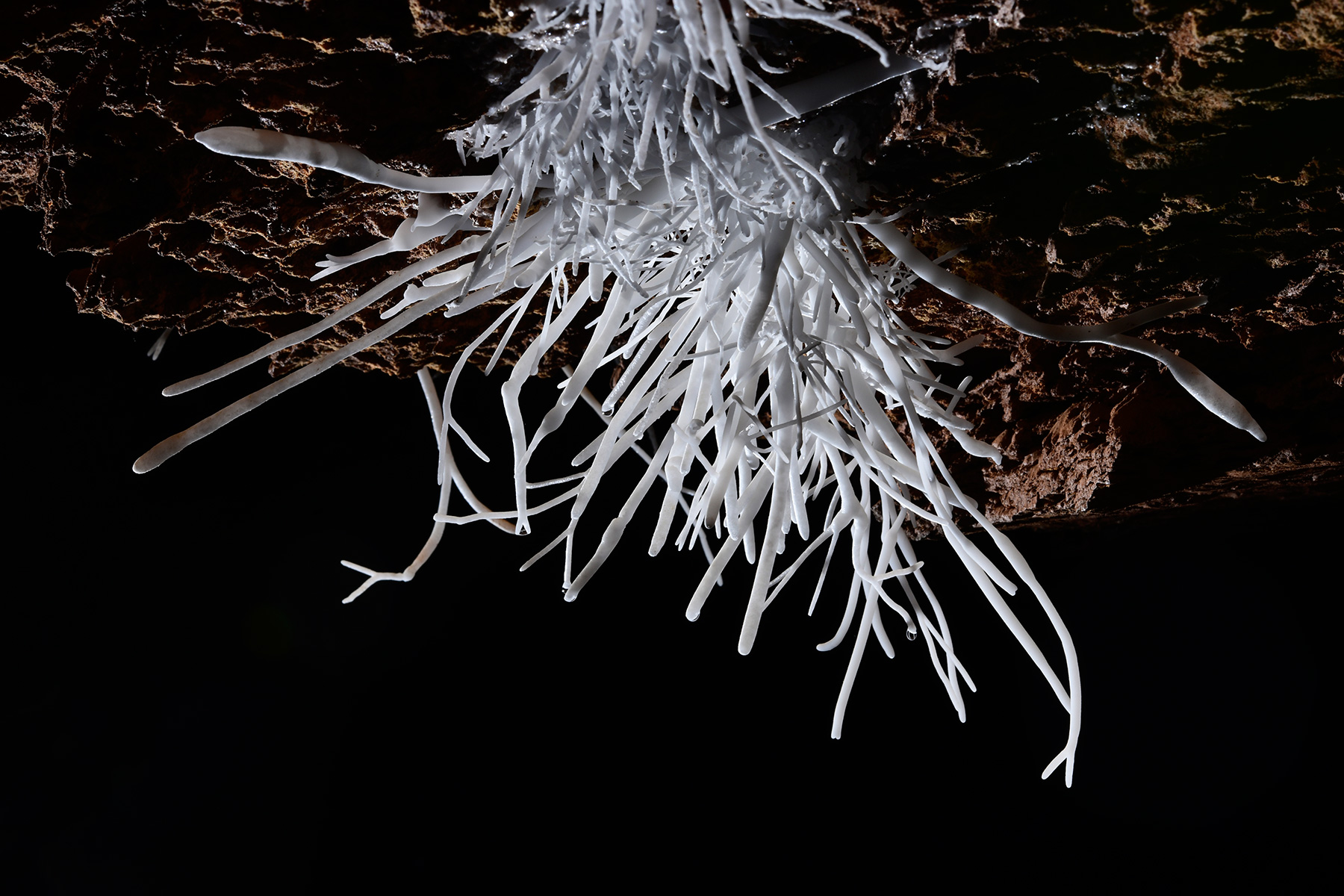 Breezeaway Cave (USA - Colorado) - Détail d'un gros bouquet d'aragonite coralloïde blanche au plafond