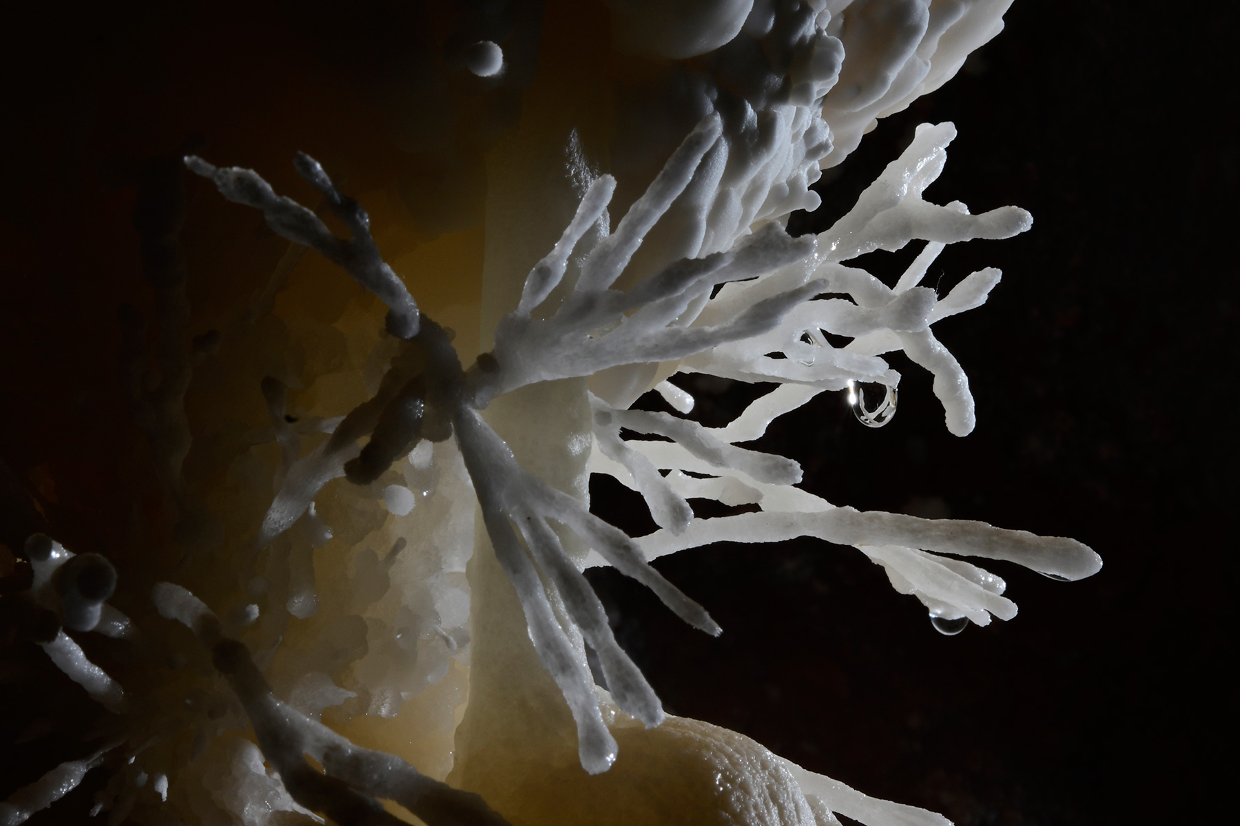 Cave of the Winds (USA - Colorado) - Détail d'aragonite  coralloïde avec goutte d'eau