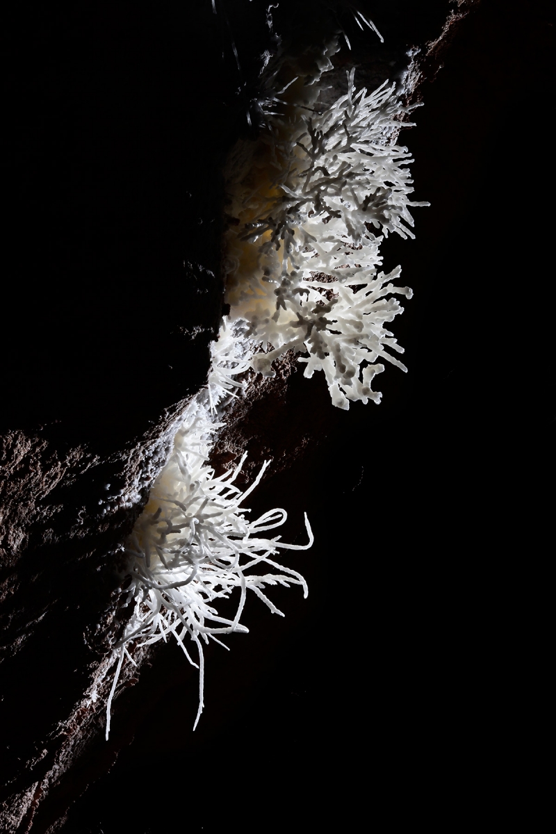 Cave of the Winds (USA - Colorado) - Bouquets d'aragonites sur une paroi en contre-jour