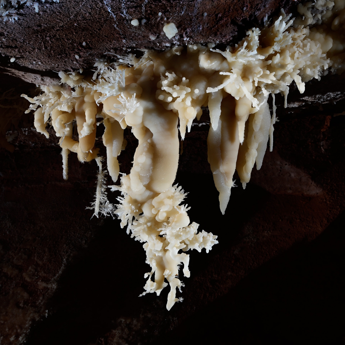 Cave of the Winds (USA - Colorado) - Bouquet de stalactites couvertes d'excentriques blanches 