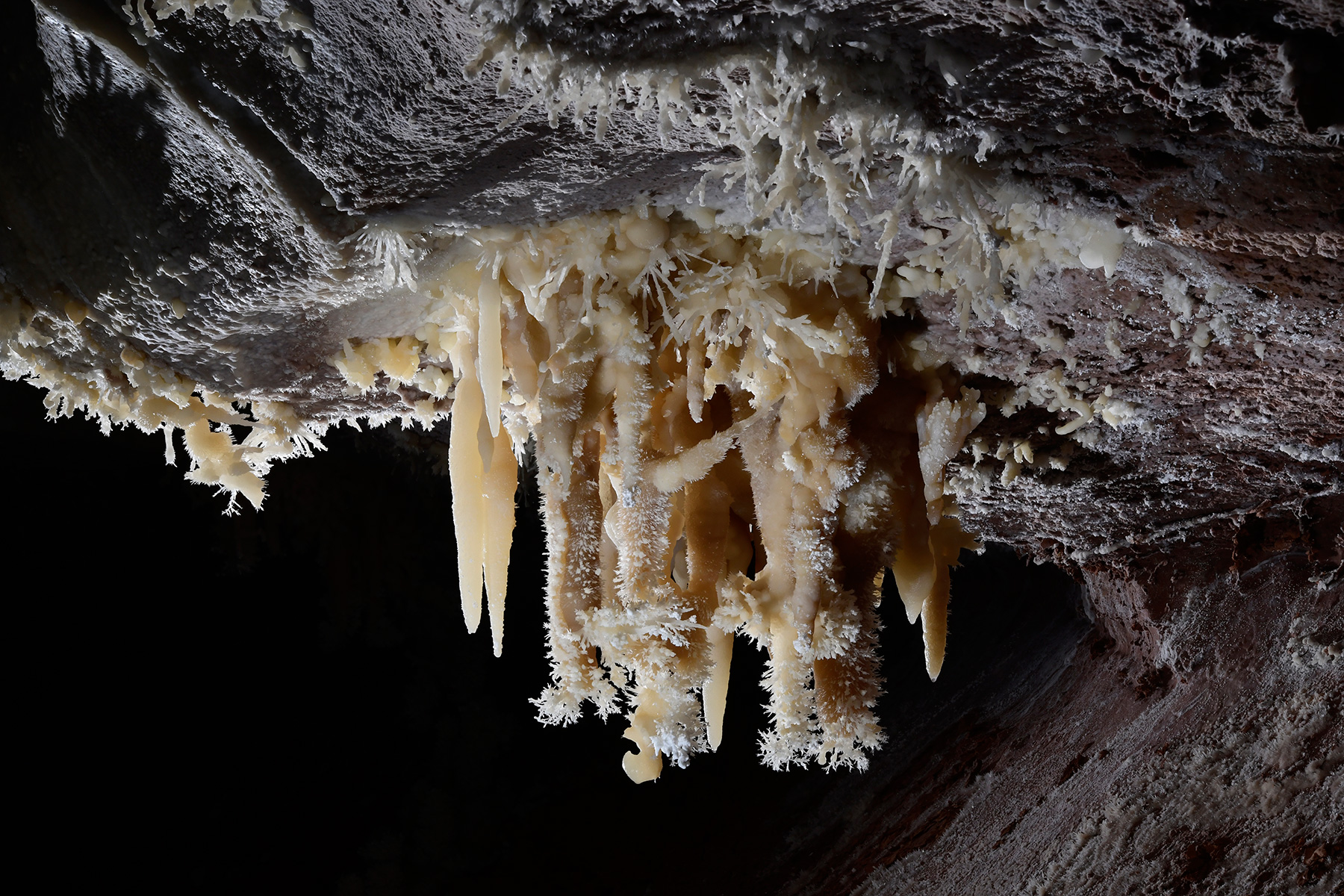 Cave of the Winds (USA - Colorado) - Ensemble de stalactites avec des excentriques d'aragonite au plafond