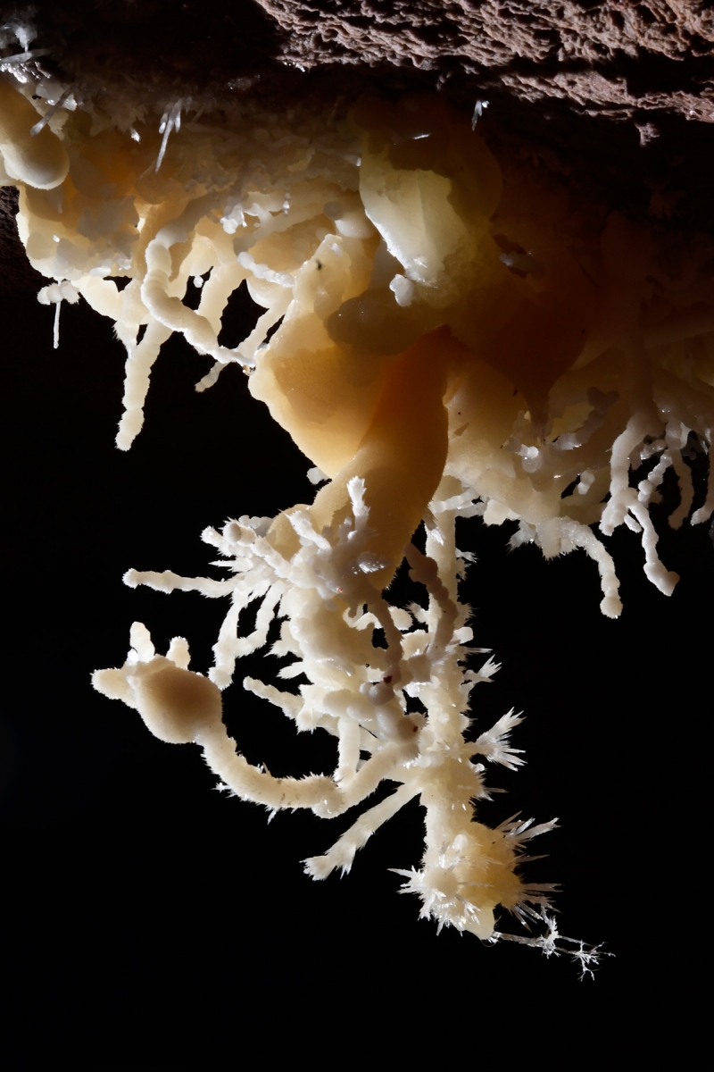 Cave of the Winds (USA - Colorado) - Bouquet d'excentriques d'aragonite au plafond