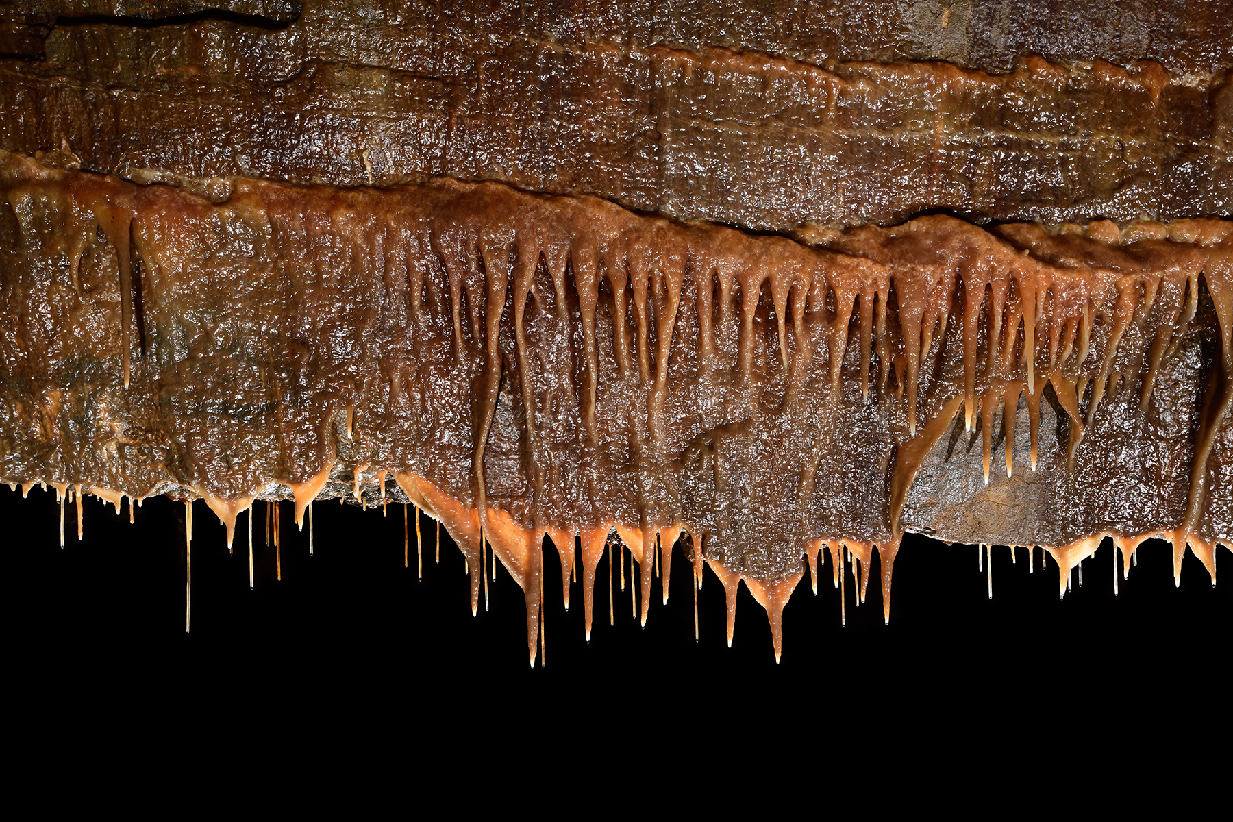 Grotte de Han (réseau sud) - Salle de la Pentecôte : rangées de concrétions orange au plafond