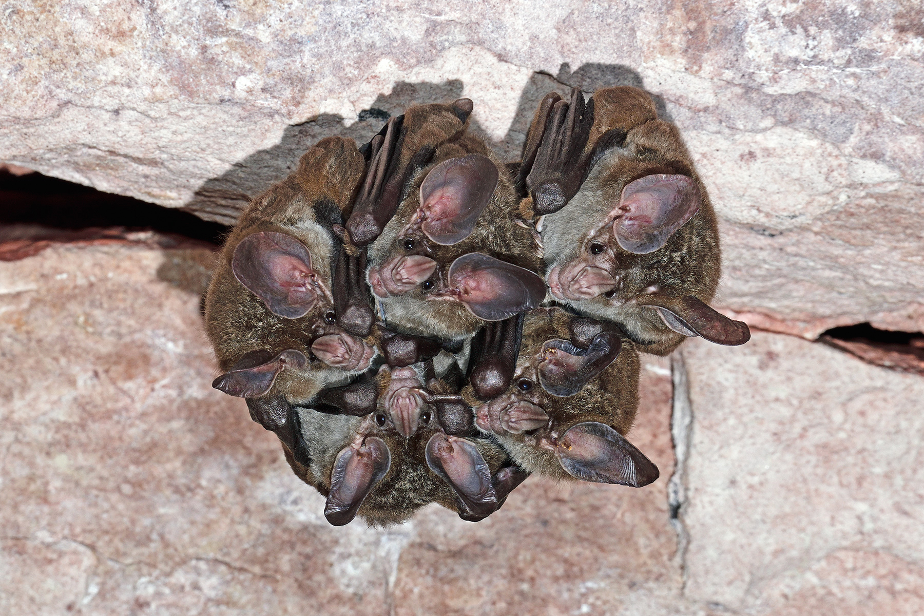 Gruta Pobo Jari ( Mato Grosso, Brésil) - Groupe de chauve-souris au plafond (vampyrum spectrum ou faux vampire)