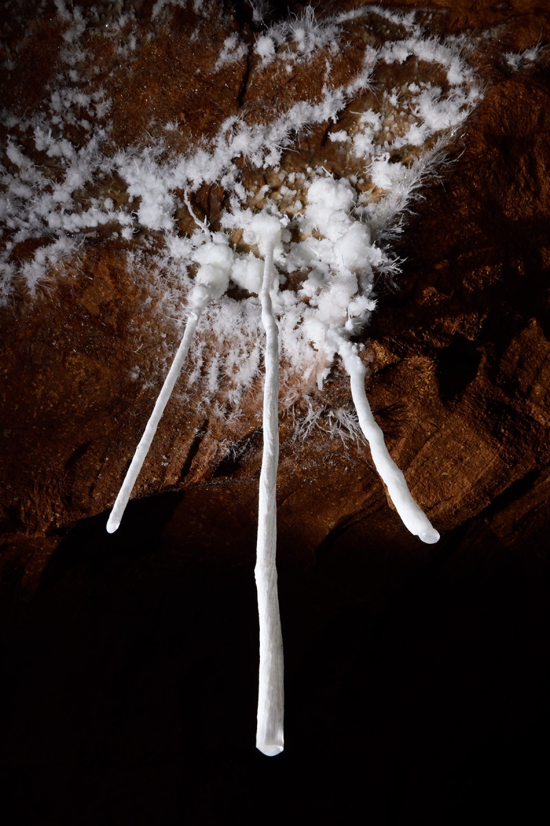 Grotte du Macoumé (Hérault) - Fistuleuses d'aragonite tubulaires (vue de dessous)