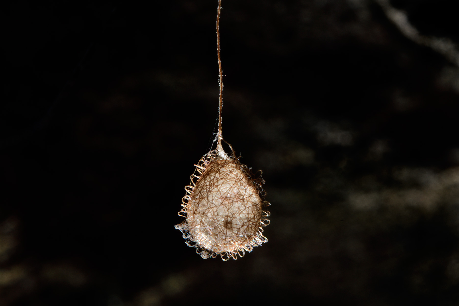 Grotte de Prérouge (Savoie) - Mimetidae Ero