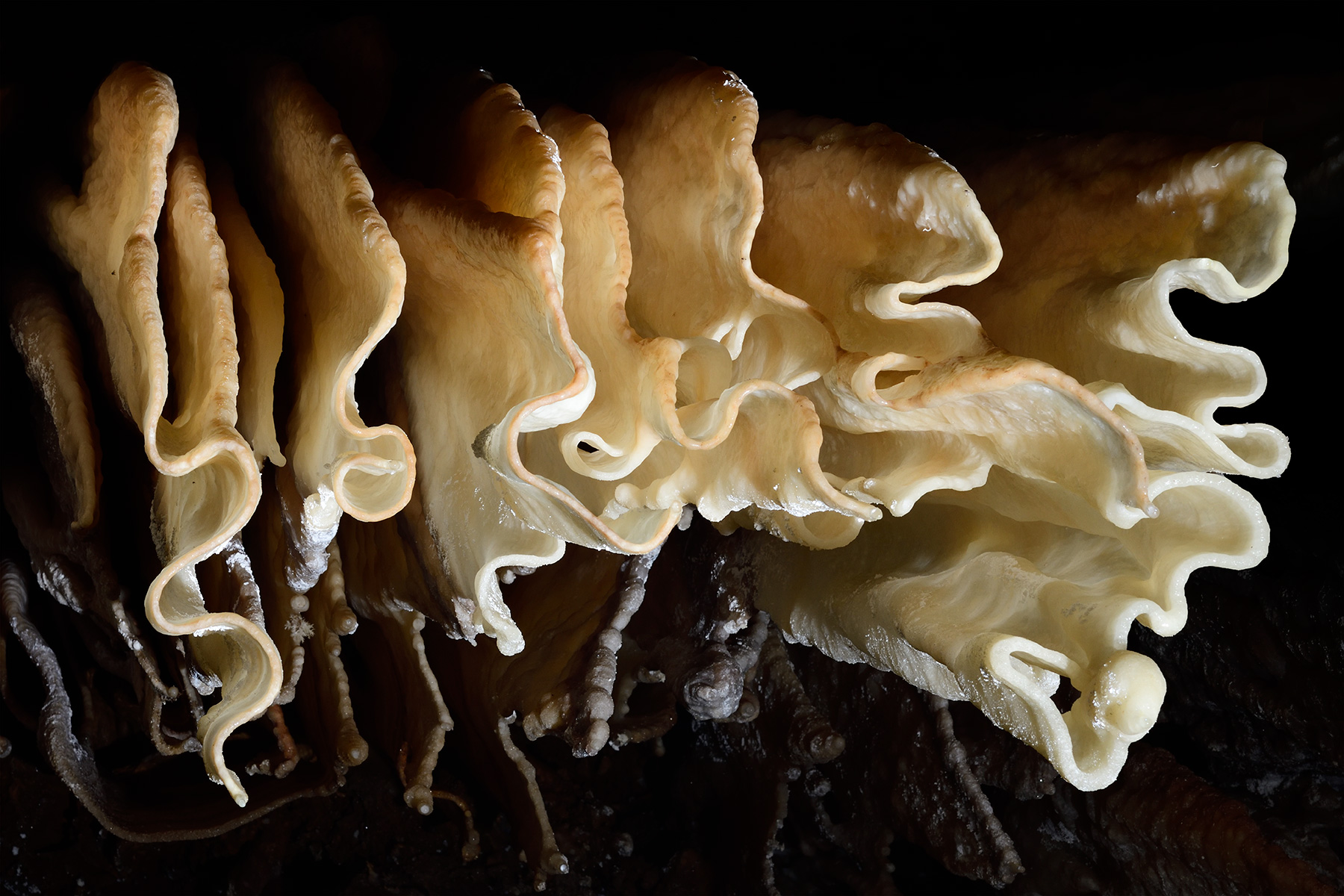 Grotte d'Orquette (Hérault) - Draperies au plafond vues de dessous