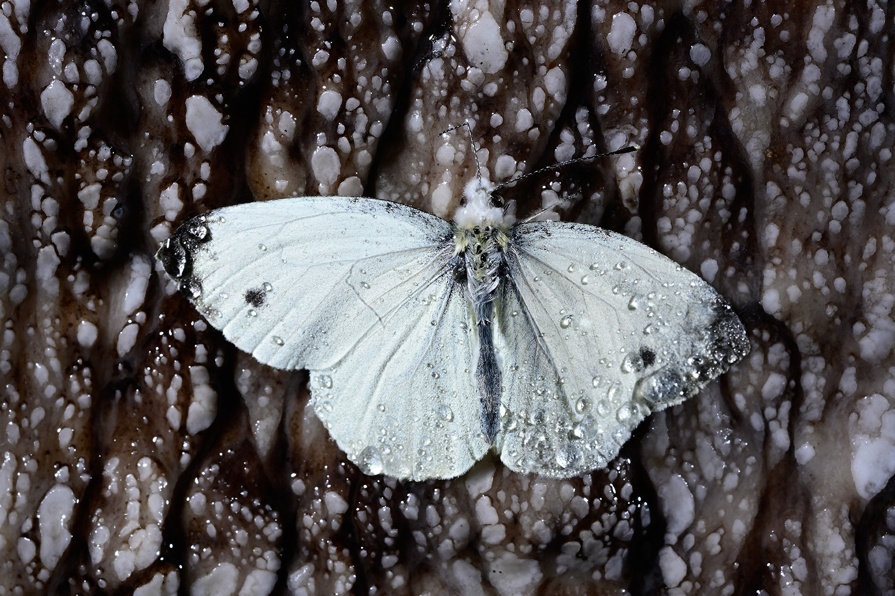 Grotte aux perles - Papillon (piéride du choux) sur une paroi calcifiée (détail)
