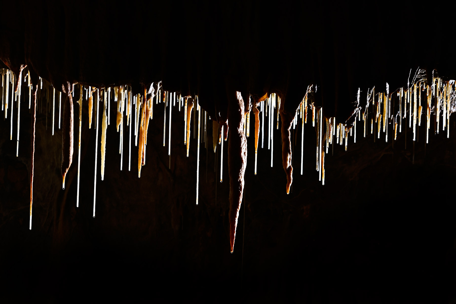Grotte de Foissac (partie touristique) - Ensemble de stalactites et fistuleuses en contre jour dans la partie finale