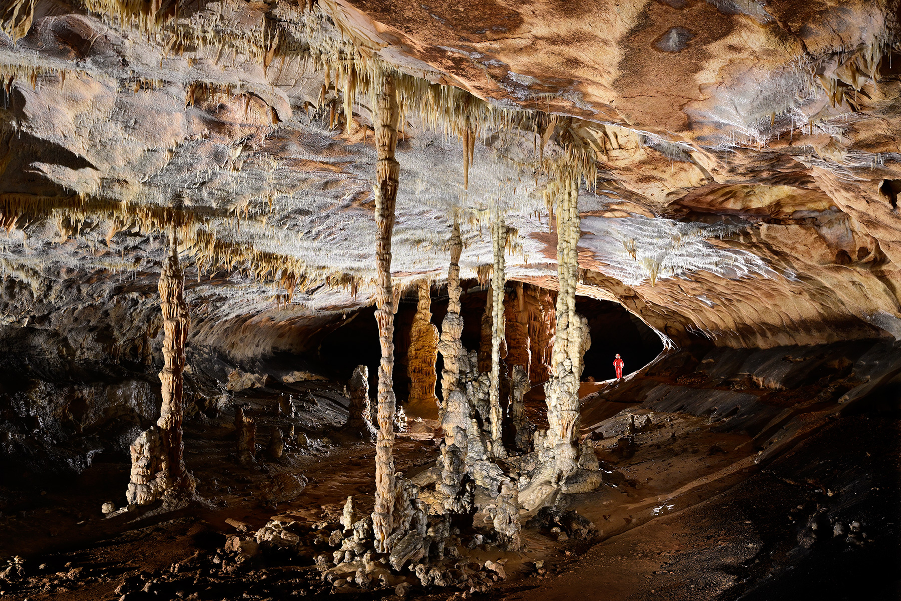 Grotte de Saint-Marcel d'Ardèche (réseau I) - Les colonettes (fines colonnes stalagmitiques)