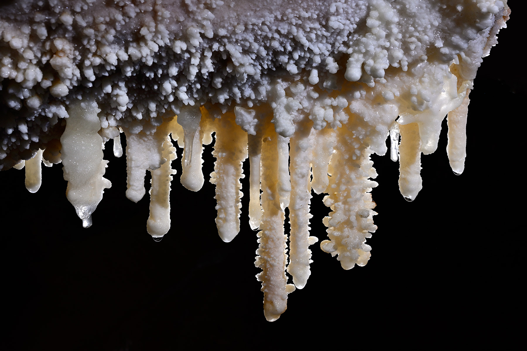 Grotte de Saint-Marcel d'Ardèche (réseau IV) - Ensemble de petites stalactites blanches 