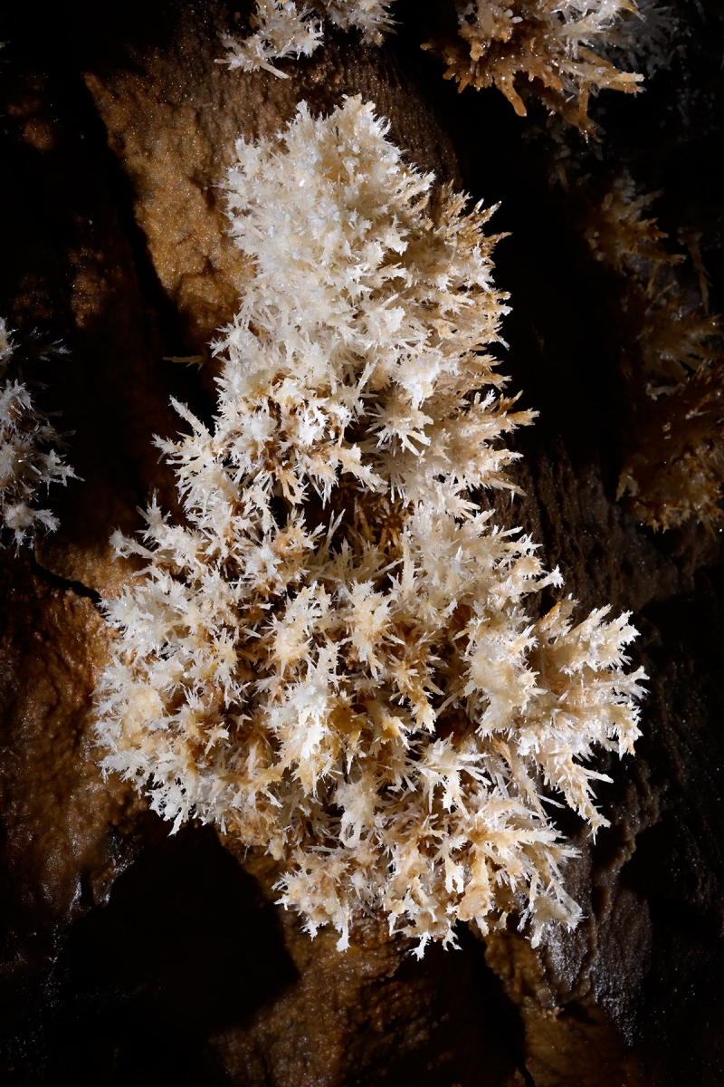 Grotte de la Douch (Hérault) - Buisson d'aragonite sur une paroi