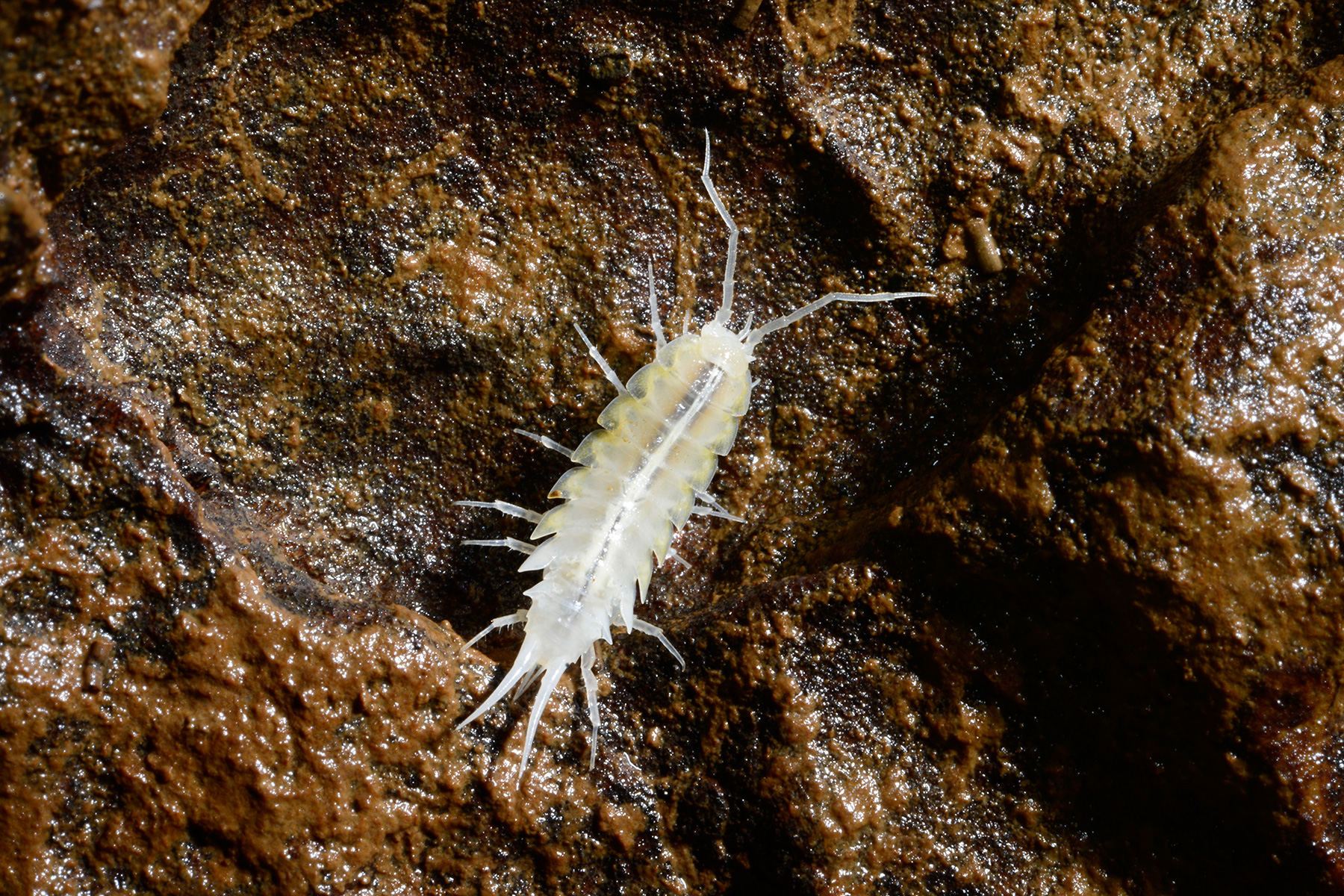 Planinska Jama - Isopode (cavernicole dépigmenté)