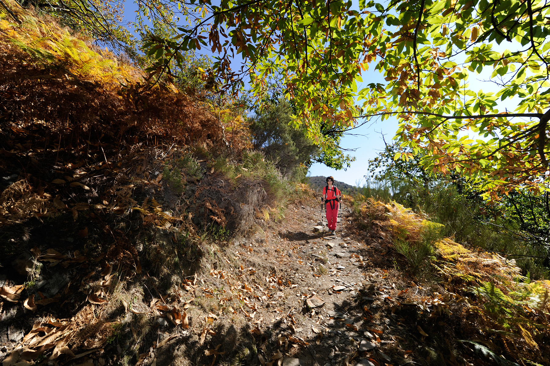 Chemin de randonnée dans les Cévennes à l'automne (Pic Borgne, Gard)