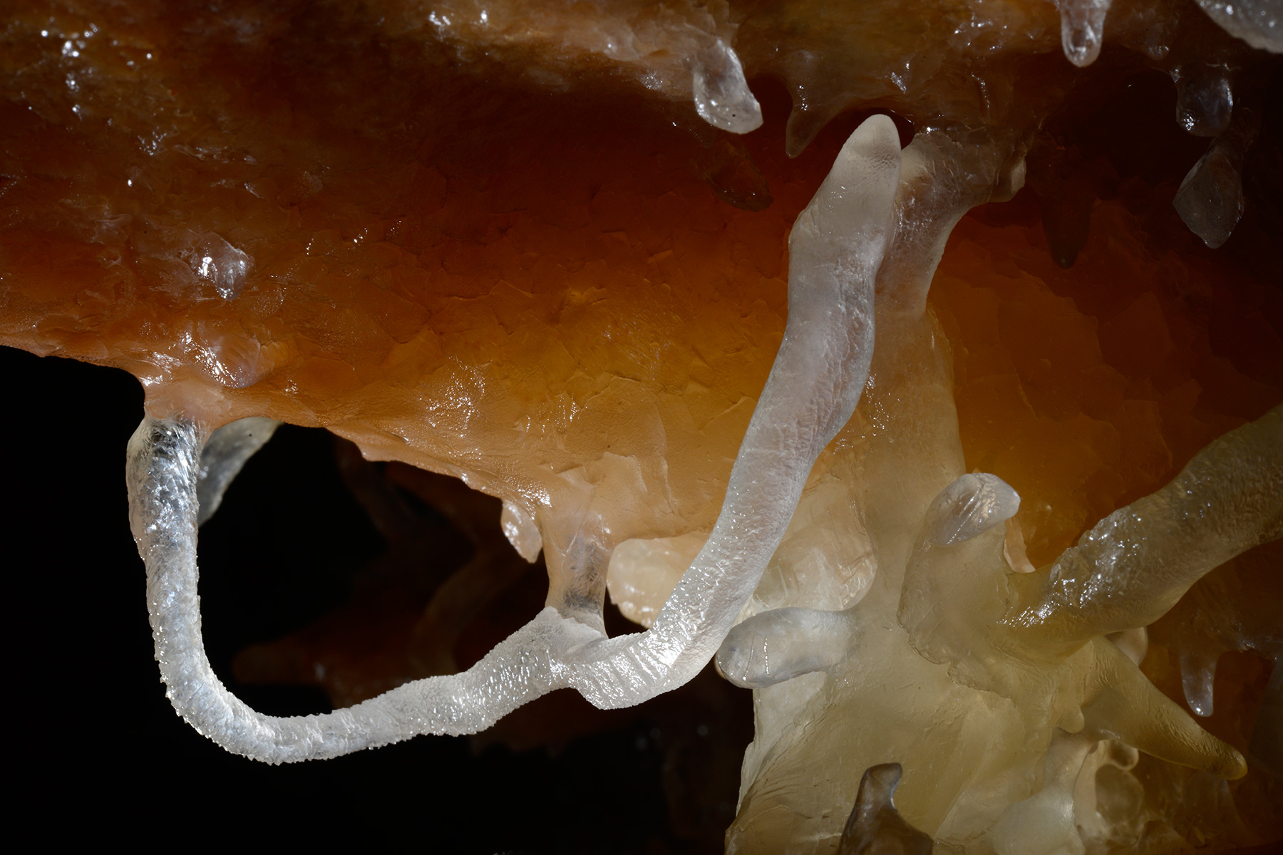 Grotta Impossibile (région de Trieste, Italie) - Excentrique de calcite