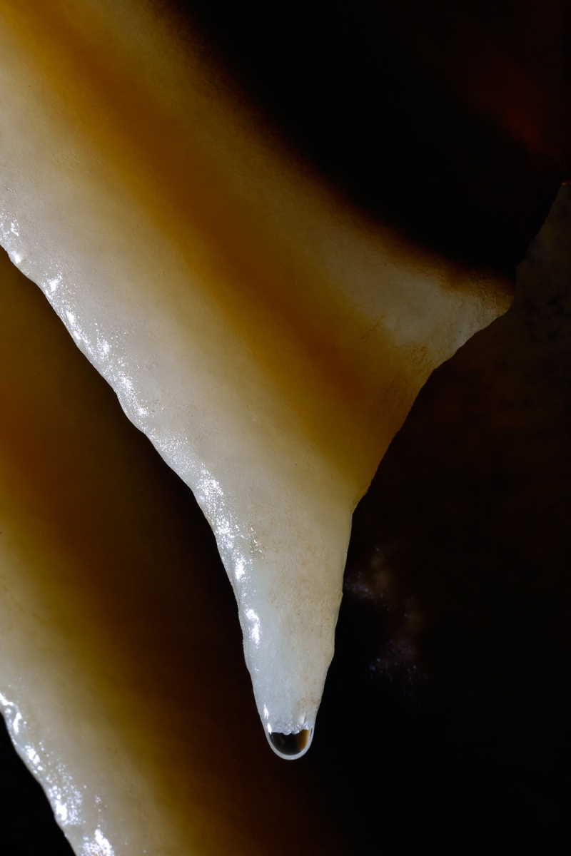 Grotte di Borgio Verezzi (Italie) - Petite stalactite blanche qui s'est développée sur une draperie