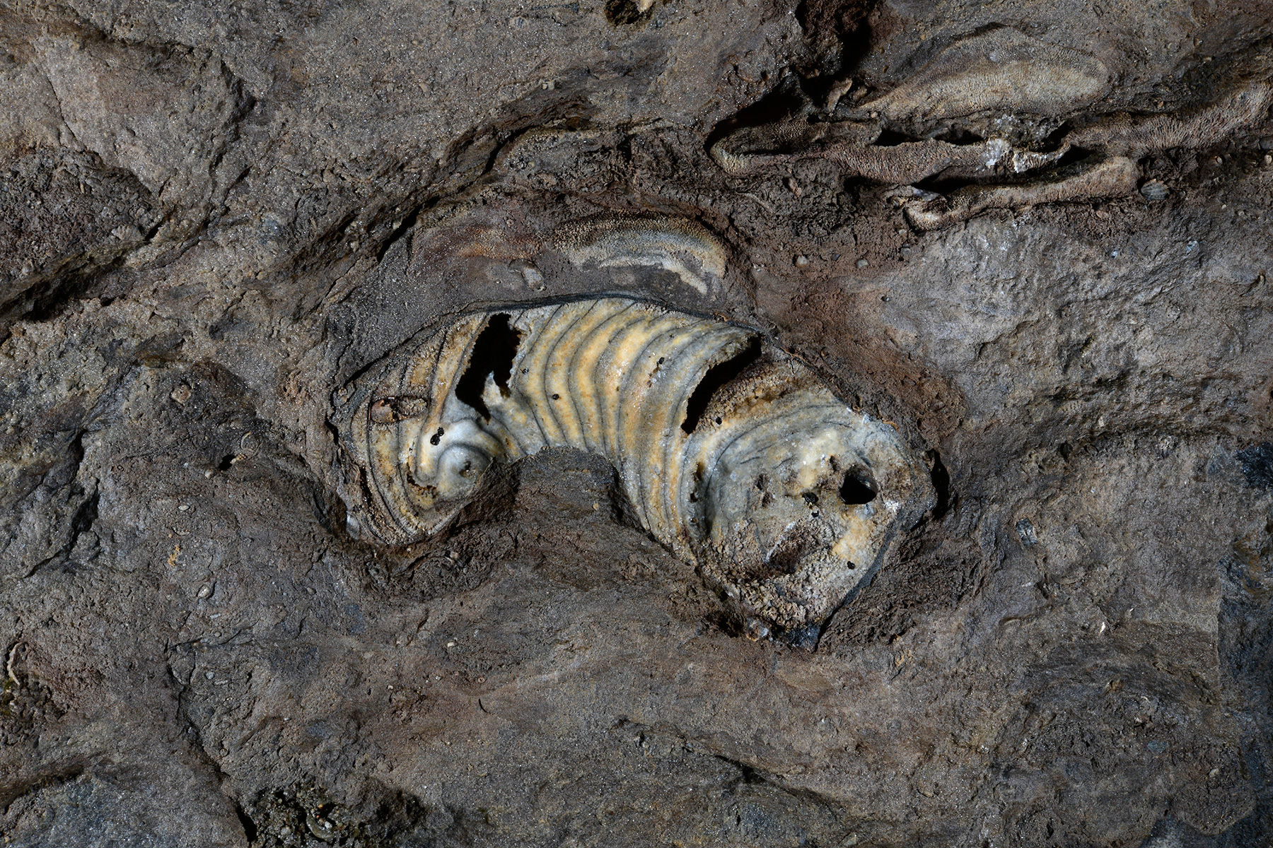 Kluterthöhle (Allemagne) - Nautiloïde déployé dans les calcaires dévoniens (orthoceras).