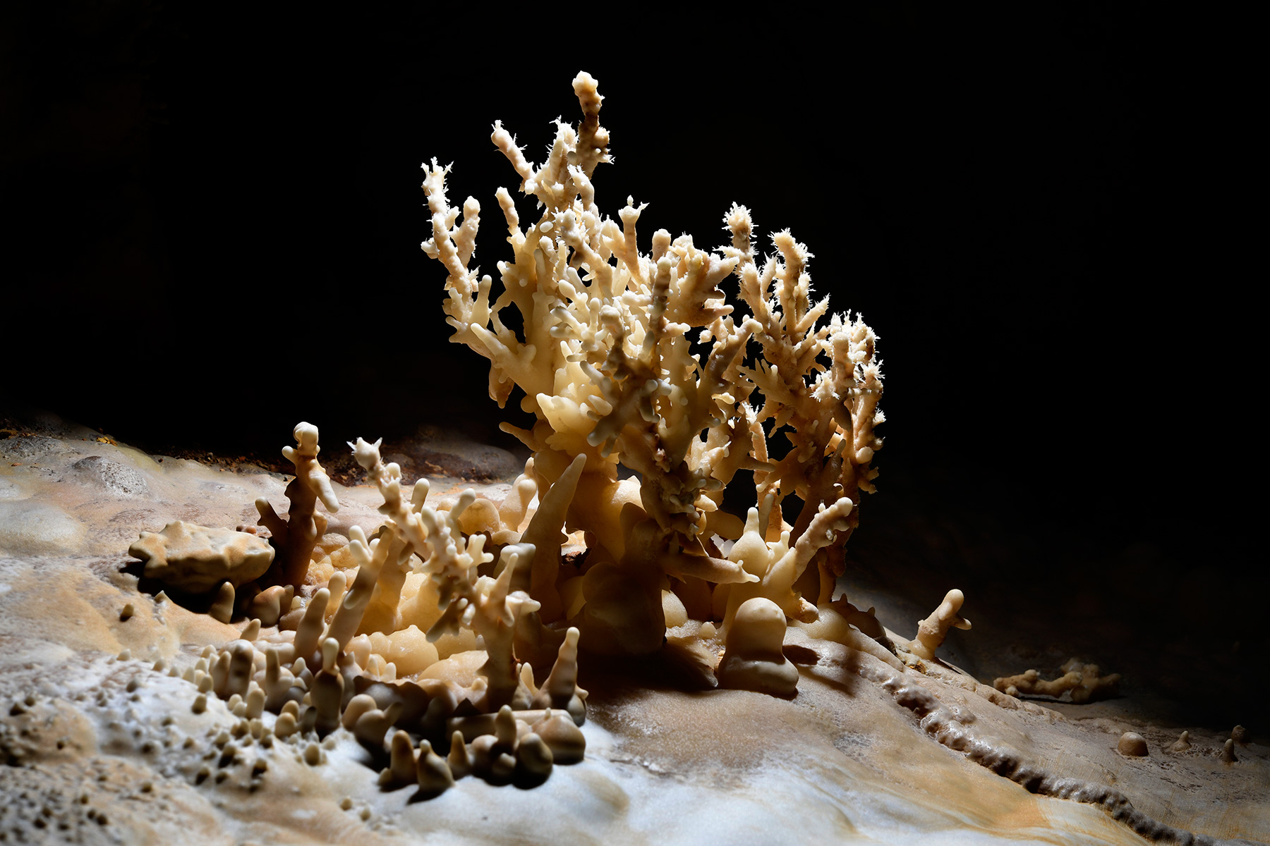 Carlsbad Cavern New Mexico Room (USA - Nouveau Mexique) - Petit bouquet d'excentriques au sol sur une coulée de calcite