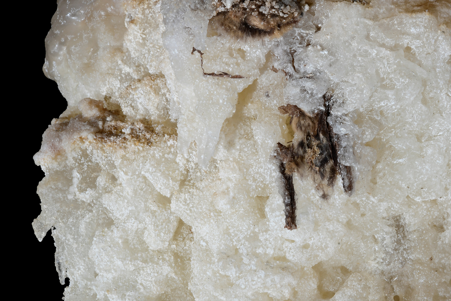 Cottonwood Cave Second Parallel (USA - Nouveau Mexique) - Chauve-souris prise dans une stalagmite d'epsomite