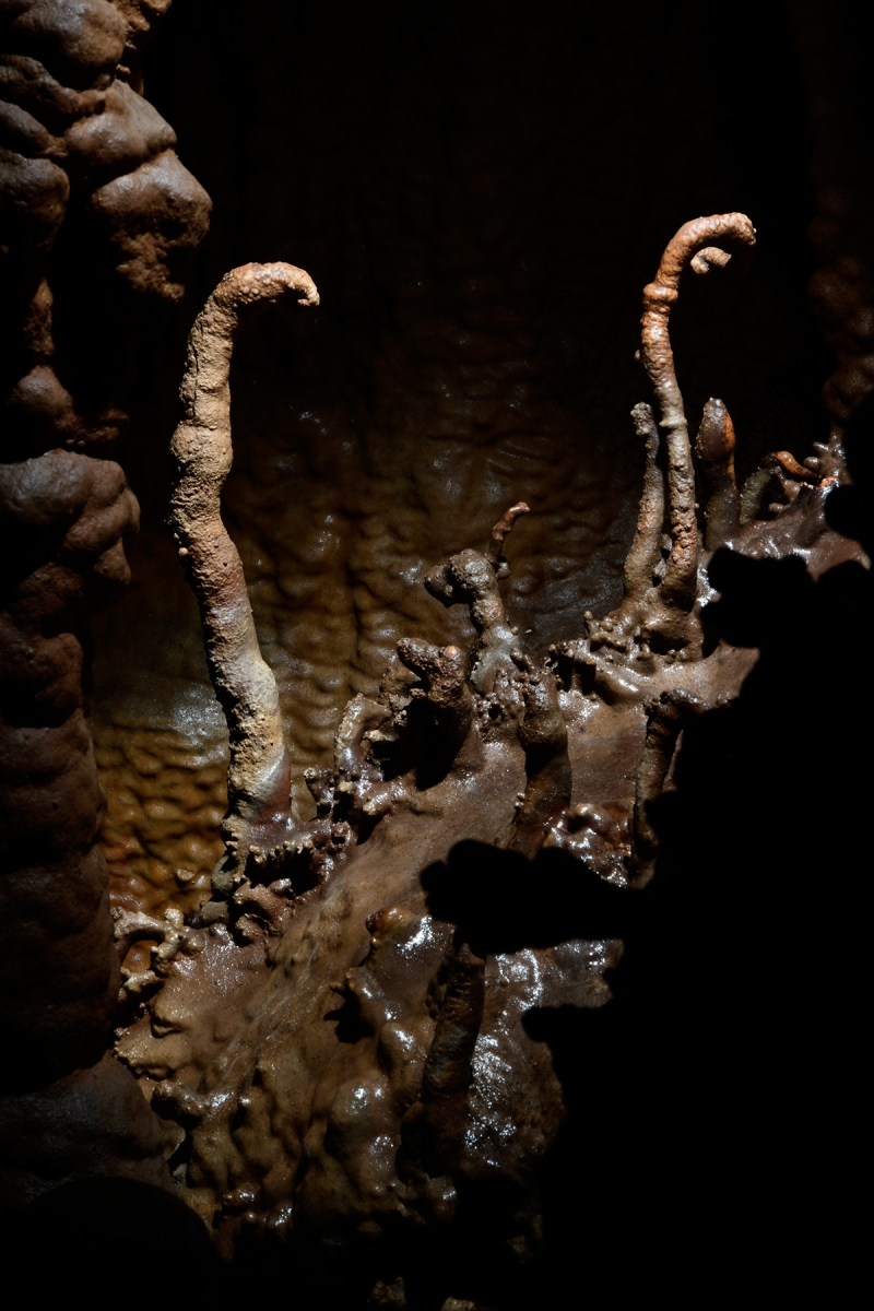 Cave Tree Cave (USA - Nouveau Mexique) - Excentriques marron en forme de serpents redressés