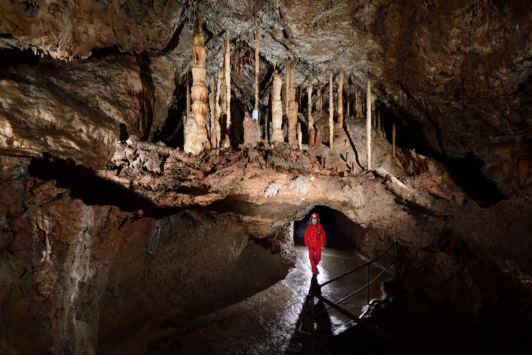 Grotte de Han (partie touristique) - Galerie des Vervietois : forêt de "cierges" sur un plancher stalagmitique qui avait recouvert un ancien remplissage, par la suite creusé pour le passage des touristes