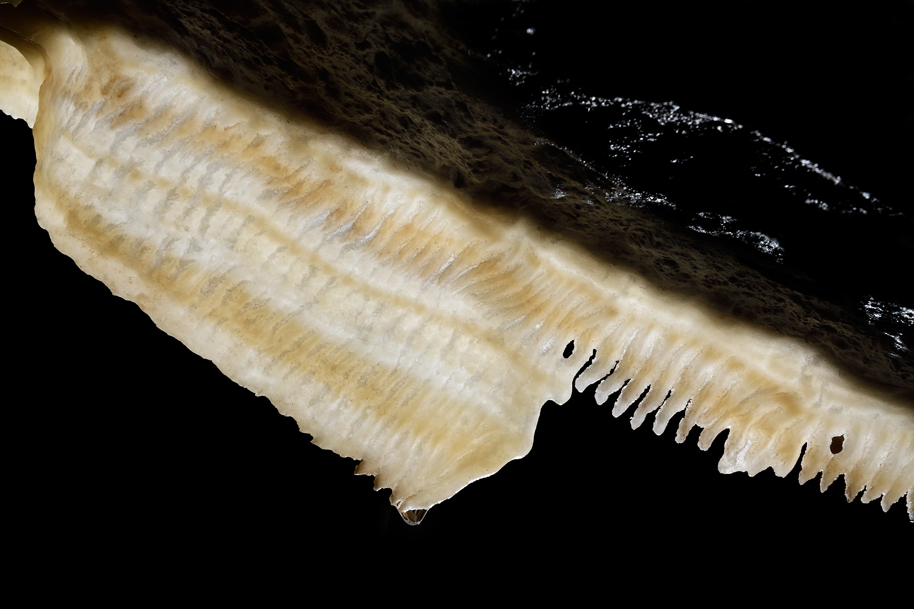 Grotte de Han (réseau Sud) - Détail d'une petite draperie blanche au plafond