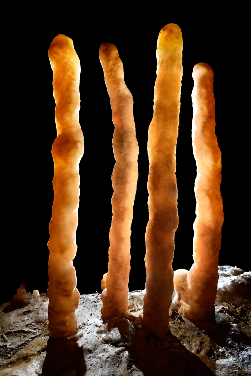 Grotte du Père Noël - Groupe de quatre stalagmites de même hauteur alignées 
