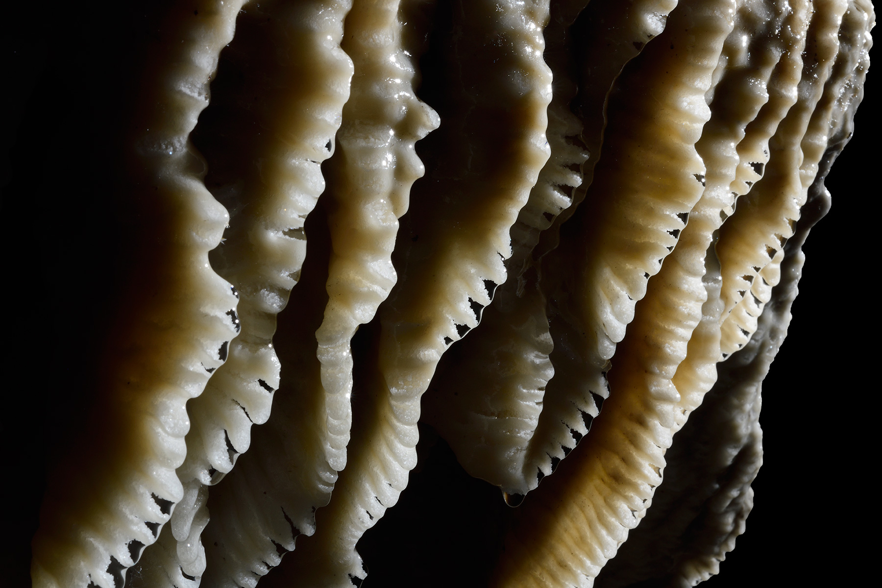 Grotte de Han (partie touristique) - - détail des bords dentelés d'une "méduse" blanche