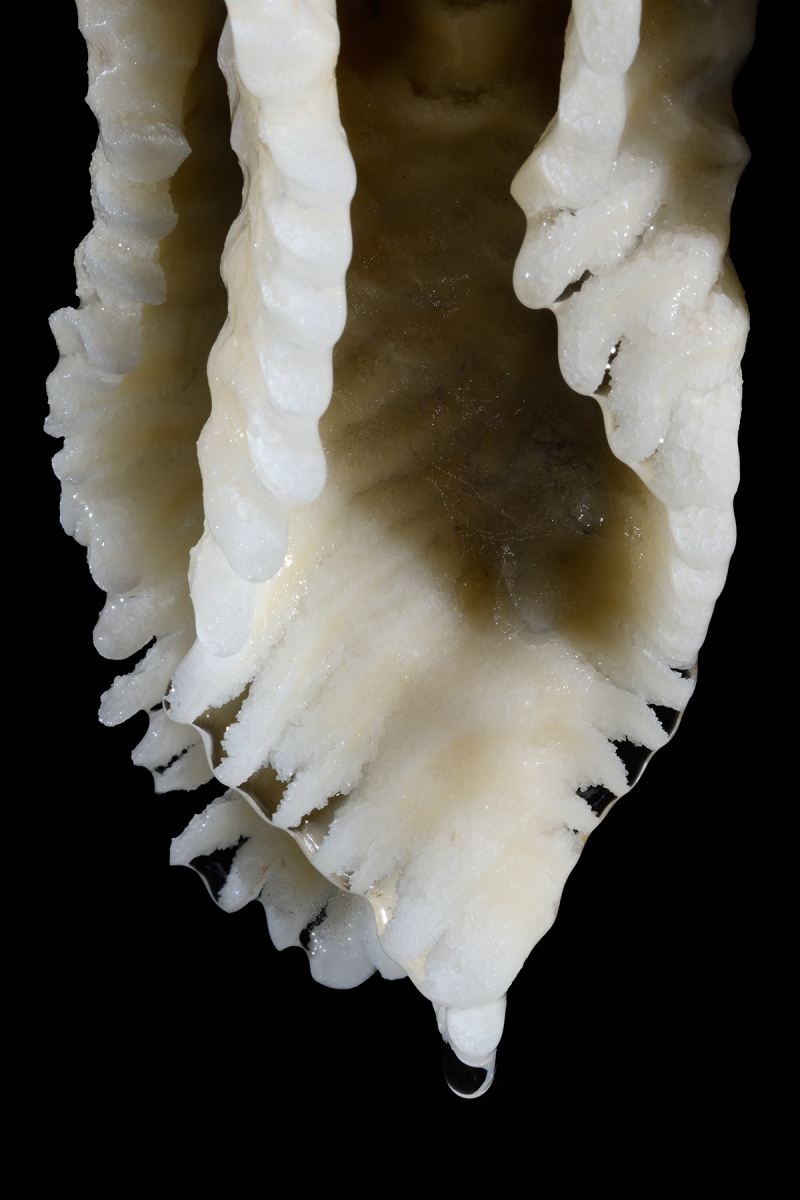 Grotte de Han (partie touristique) -  détail du bord dentelé d'une "méduse" blanche