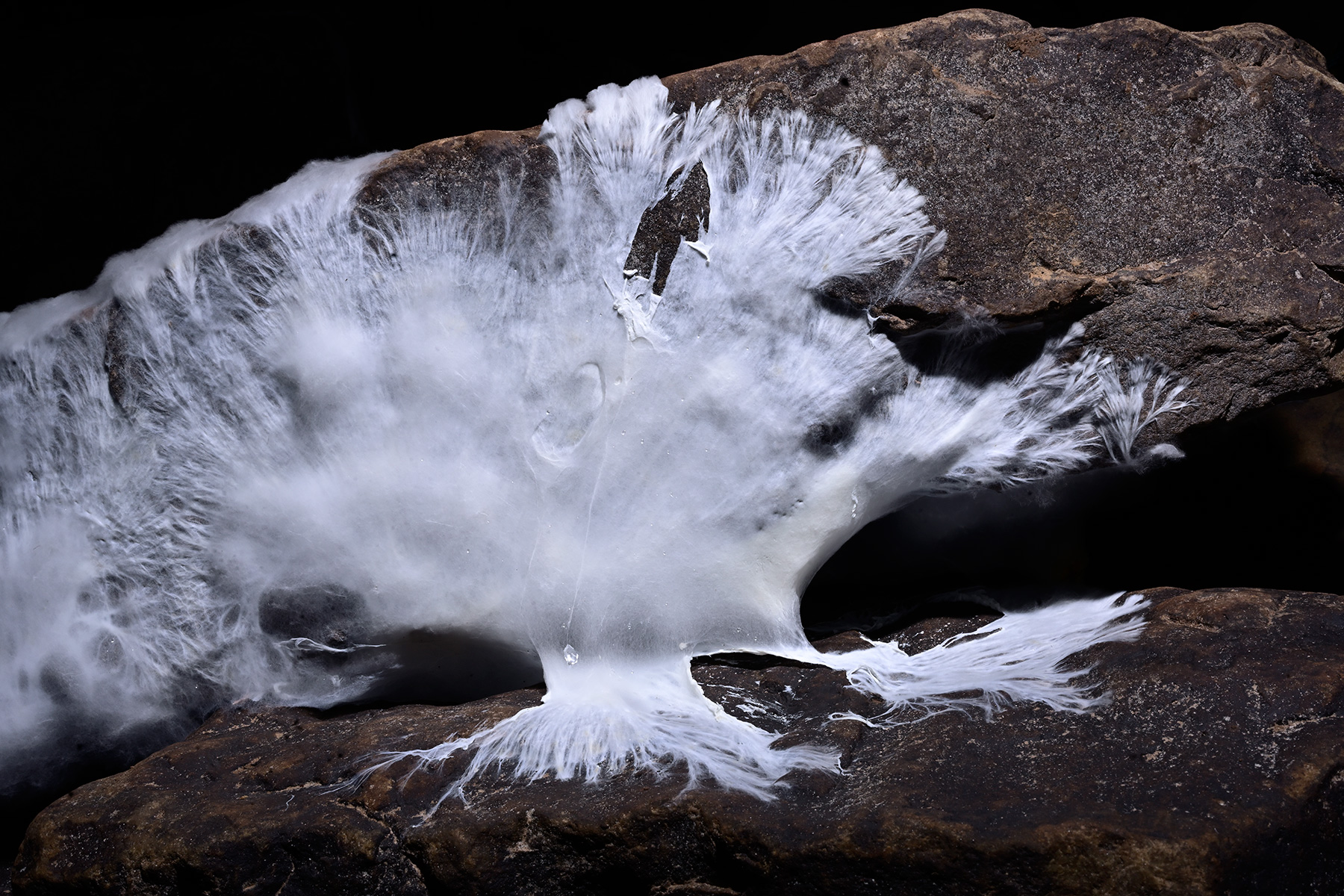 Snedegars Cave (Virginie occidentale, USA) - Moisissures blanches sur un rocher